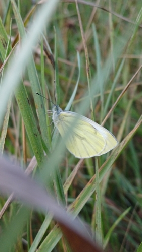 Green-veined White
