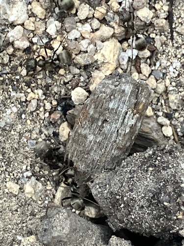 iNaturalist observation photo of Wood, Mound, and Field Ants