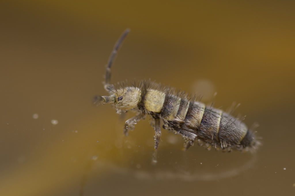Australotomurus