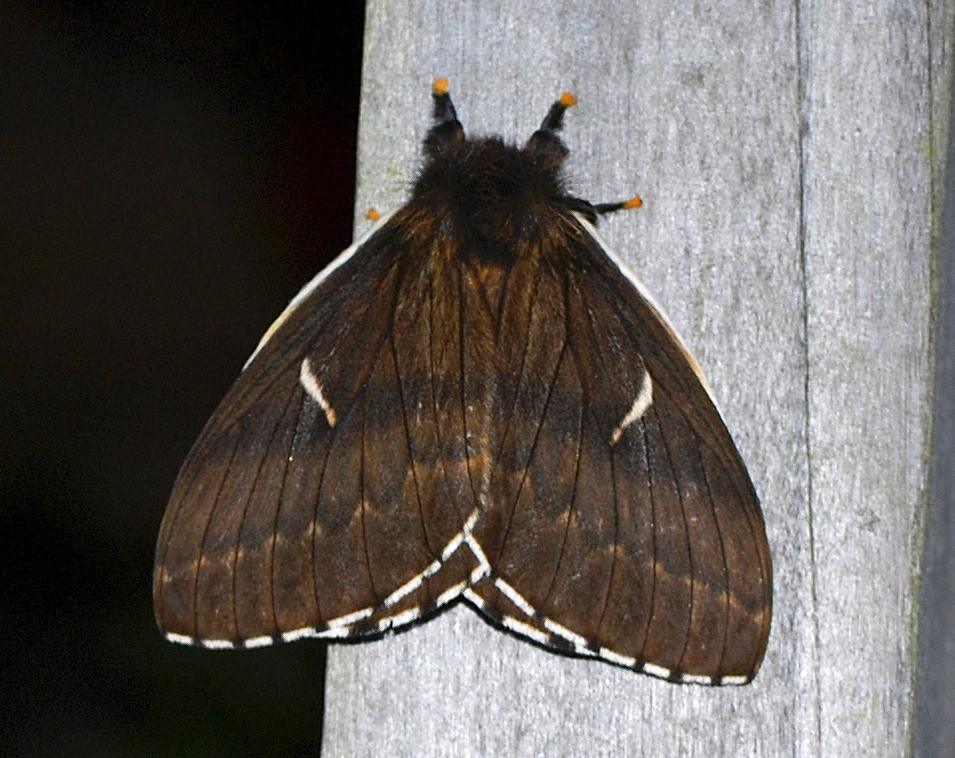 Meroleuca litura