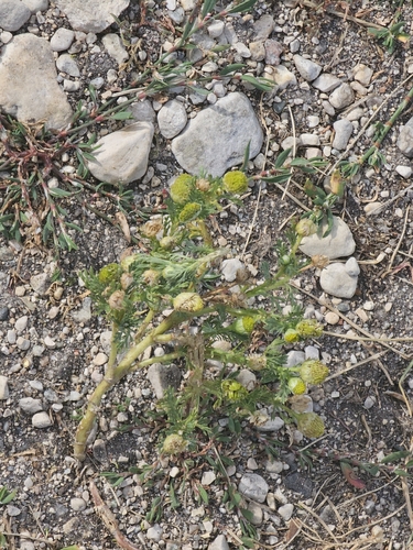 pineapple-weed