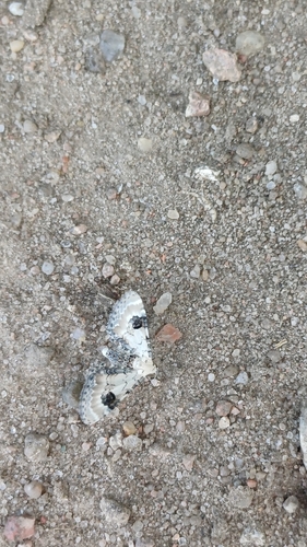 Lime-speck Pug
