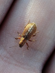 Pachyrhinus californicus