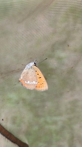 Scarce Copper