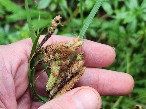 Carex mertensii