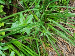 Carex mertensii, photograph author not stated, no rights reserved