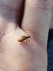 Pachyrhinus californicus