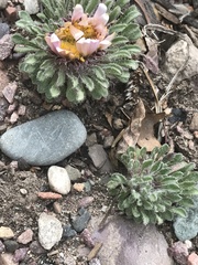 Townsendia condensata