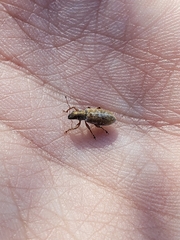 Pachyrhinus californicus