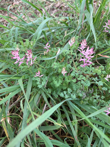 tall ramping-fumitory