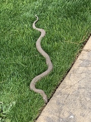 Nerodia sipedon insularum