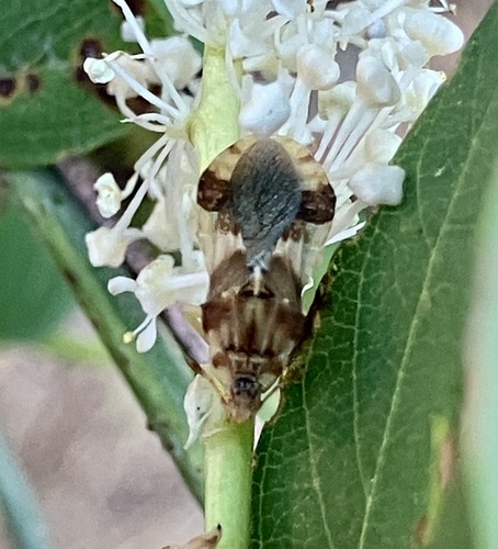 iNaturalist observation photo of Jagged Ambush Bugs