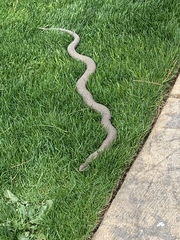 Nerodia sipedon insularum