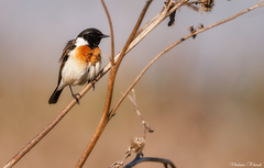 Saxicola maurus