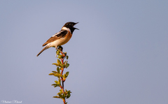 Saxicola maurus