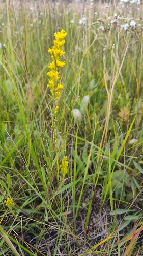 field goldenrod