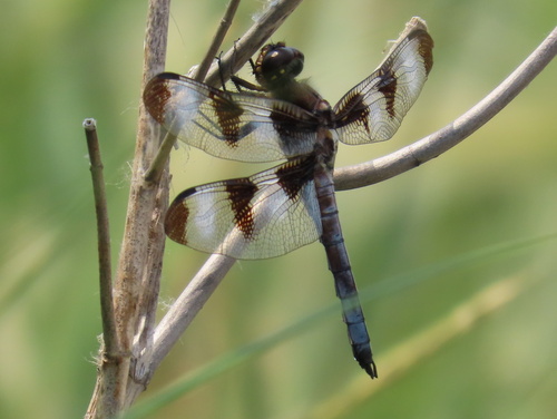 Twelve-spotted Skimmer