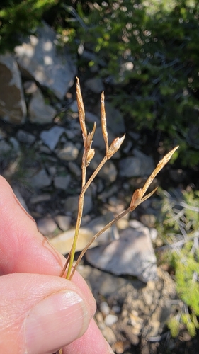 Carex geyeri, 2026-08-01