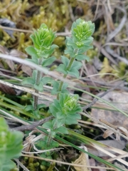 Cruciata glabra krylovii