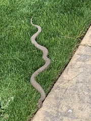 Nerodia sipedon insularum