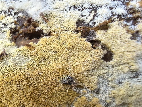 swarming spine