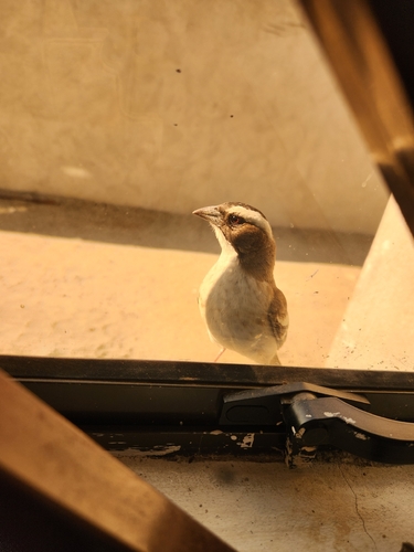Southern White-browed Sparrow-Weaver