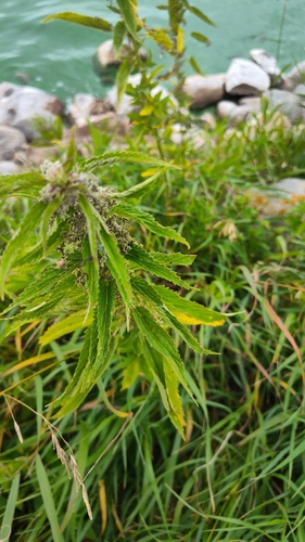 slender stinging nettle