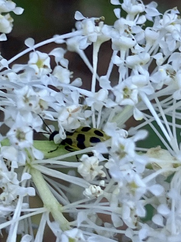 iNaturalist observation photo of Spotted Cucumber Beetle