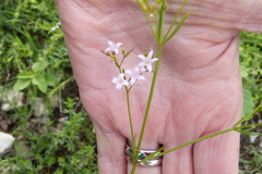 Stenaria nigricans