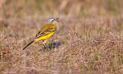 Motacilla flava