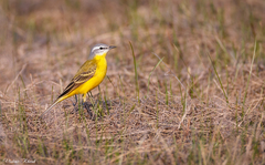 Motacilla flava