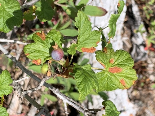 Ribes acerifolium, 2026-08-09