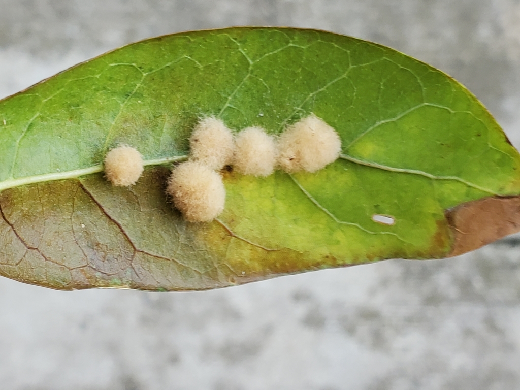 Druon quercuslanigerum