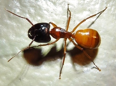 Camponotus sansabeanus
