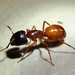 Camponotus sansabeanus - Photo (c) Annika Lindqvist,  זכויות יוצרים חלקיות (CC BY), הועלה על ידי Annika Lindqvist