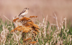 Saxicola maurus