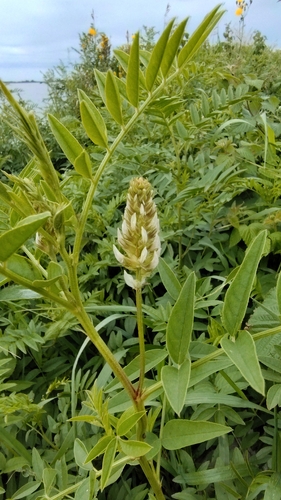 Wild Licorice