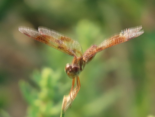 Eastern Amberwing