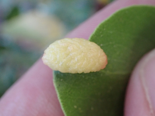 iNaturalist observation photo of Manzanita Leafgall Aphid