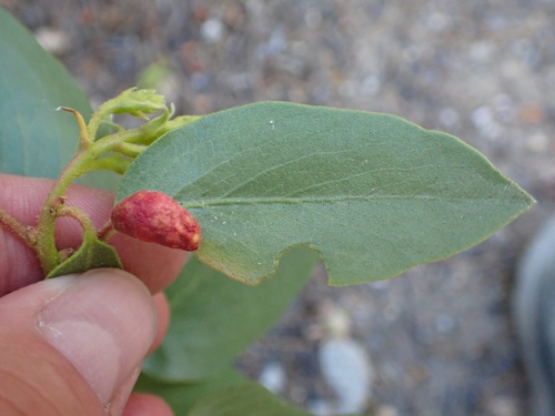 iNaturalist observation photo of Manzanita Leafgall Aphid