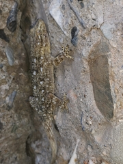 Tarentola mauritanica