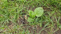 Plantago major