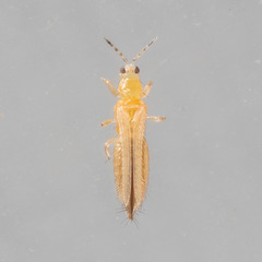 Frankliniella