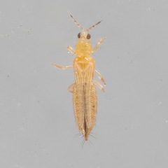 Frankliniella