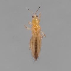 Frankliniella