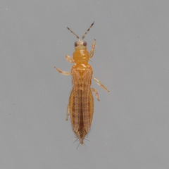 Frankliniella