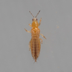 Frankliniella