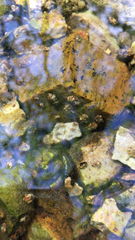 Glossosomatidae