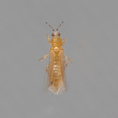 Frankliniella