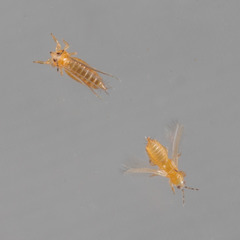 Frankliniella